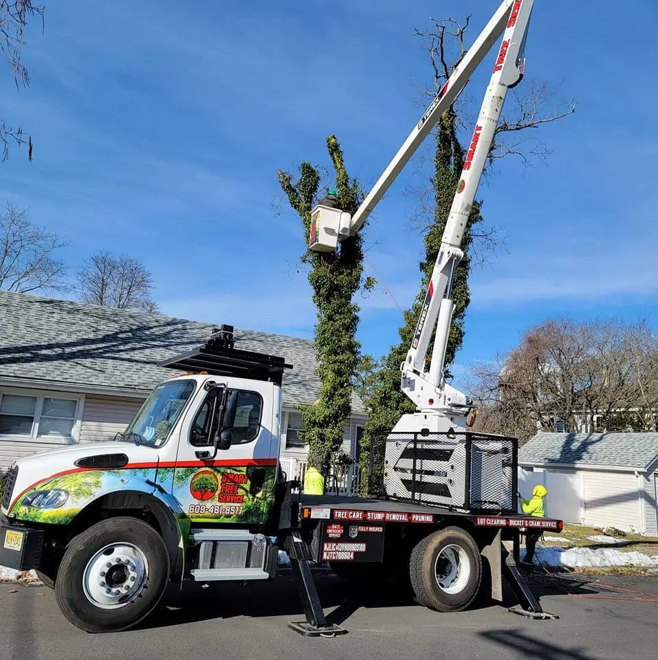 Professional tree removal service in South Jersey, safely removing hazardous trees to protect properties across New Jersey