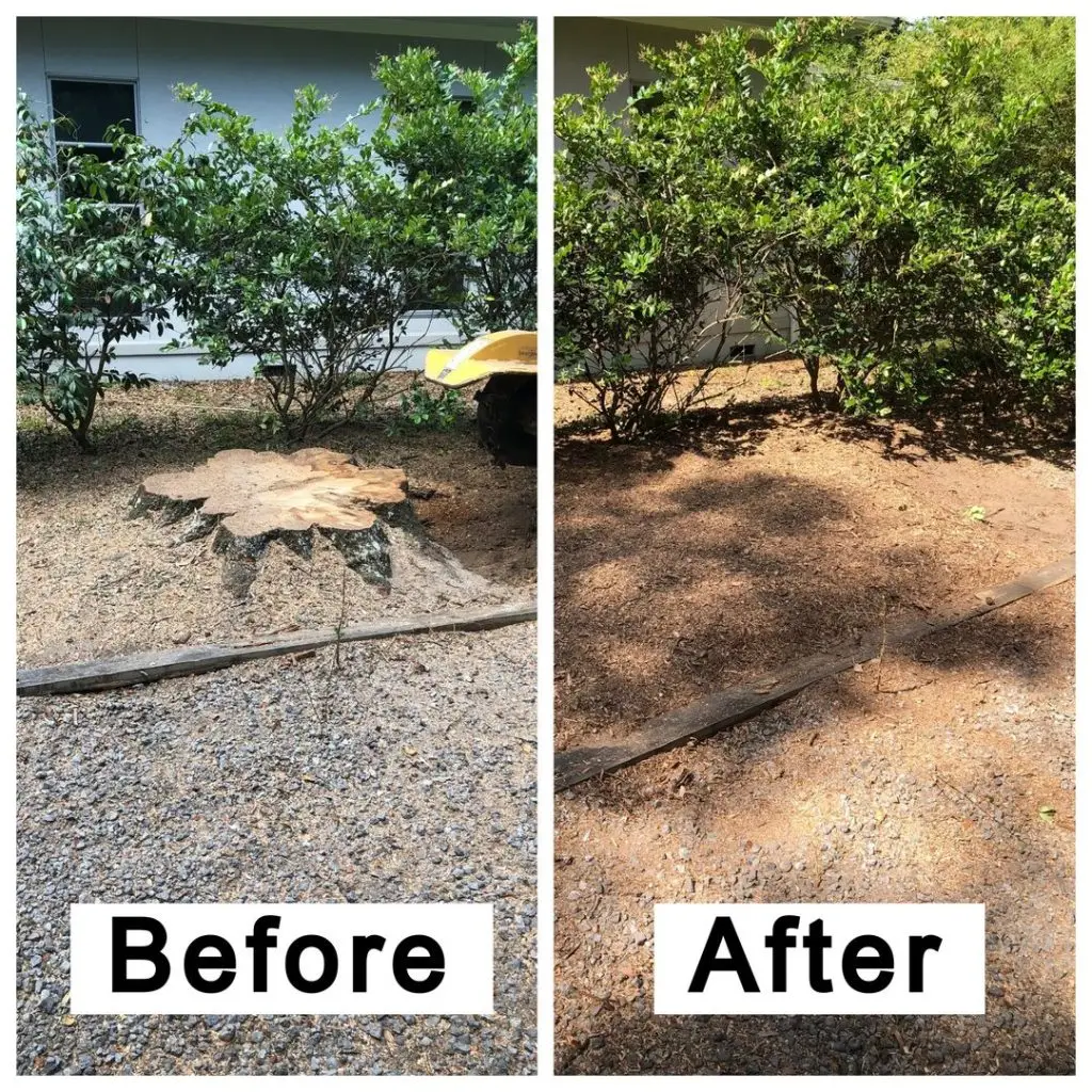 Tree before removal service in Cherry Hill, NJ – overgrown and hazardous