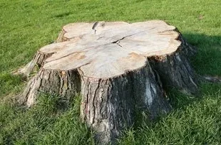 Stump Grinding & Removal Services in New Jersey