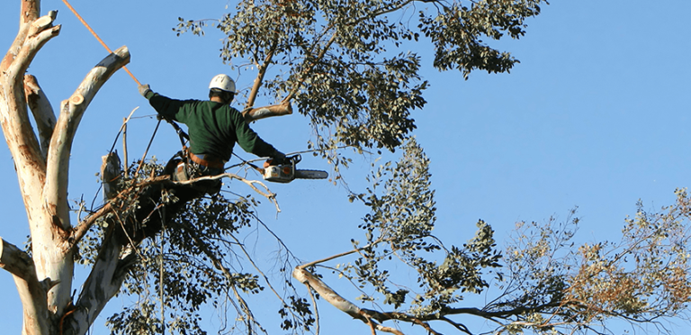 Expert Tree Service in Cherry Hill, NJ