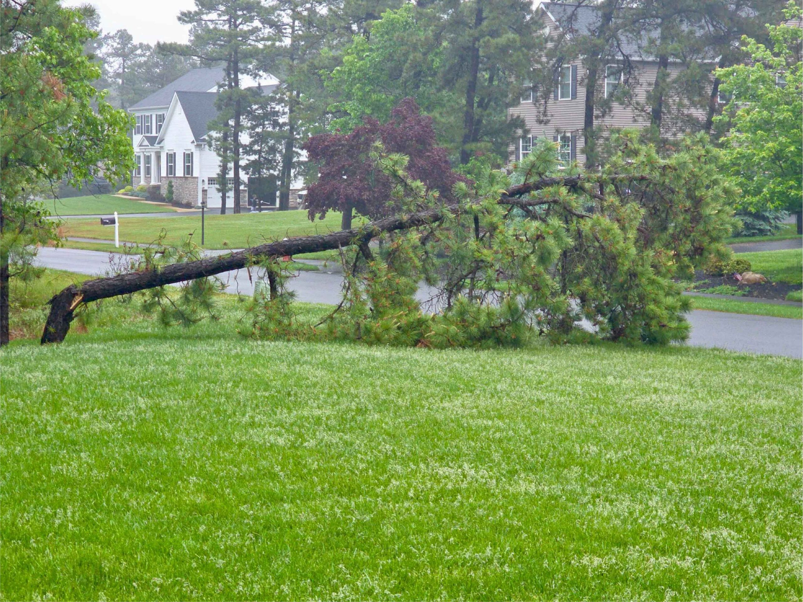 Smart-tree-service-LLC-Nj-1