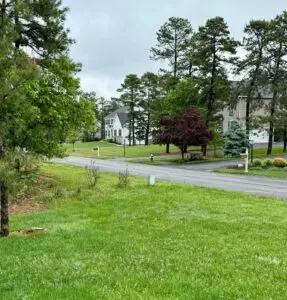 quality Tree Removal services providers South Jersey