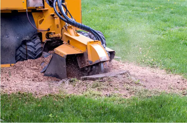 Stump Grinding and Removal nj