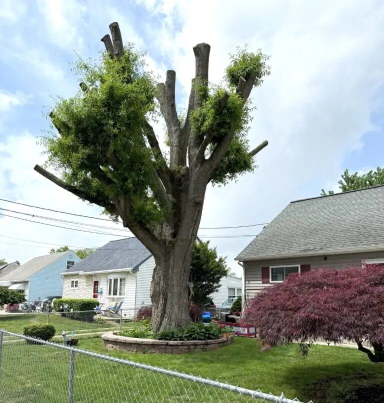 Top 5 Signs You Need Tree Removal in South Jersey