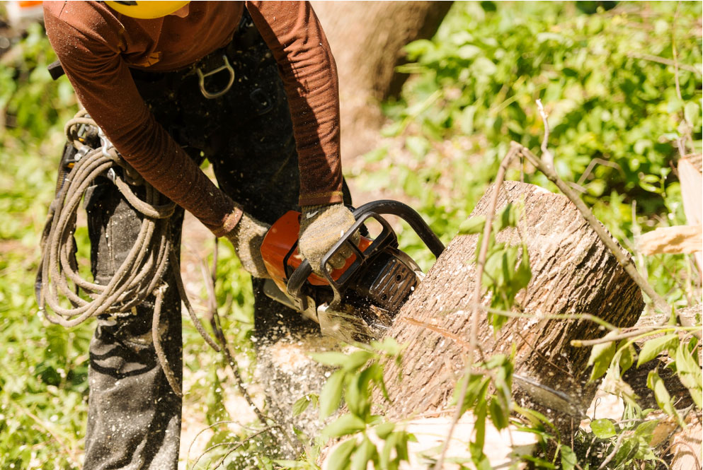 Smart tree service LLC