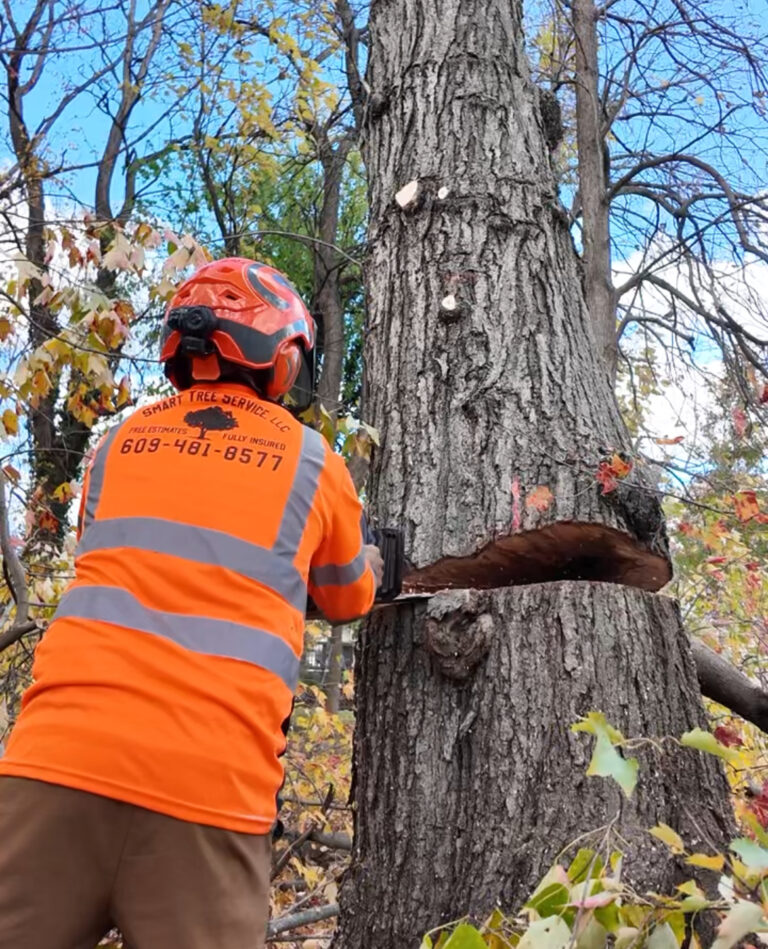 Winter Tree Care, Maintenance & Cutting in South Jersey