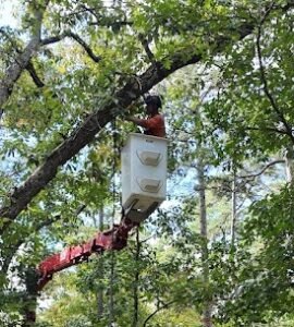 Tree cutting in south jersey