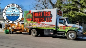 tree service in Burlington, nj