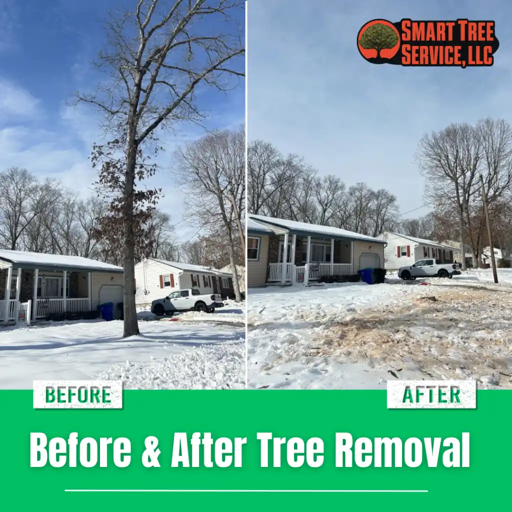 tree removal before and after
