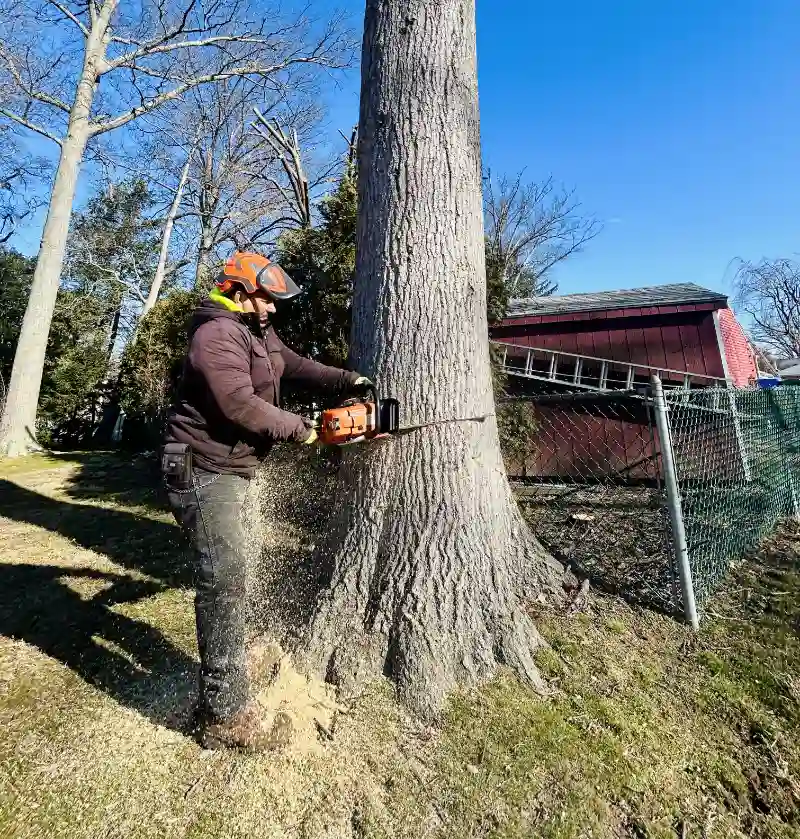 Top rated tree service in South Jersey