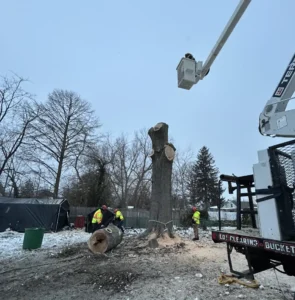 best tree company in south jersey