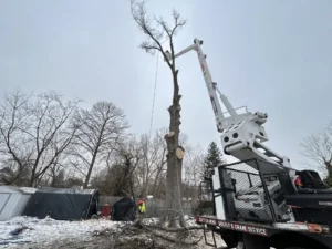 emergency tree service