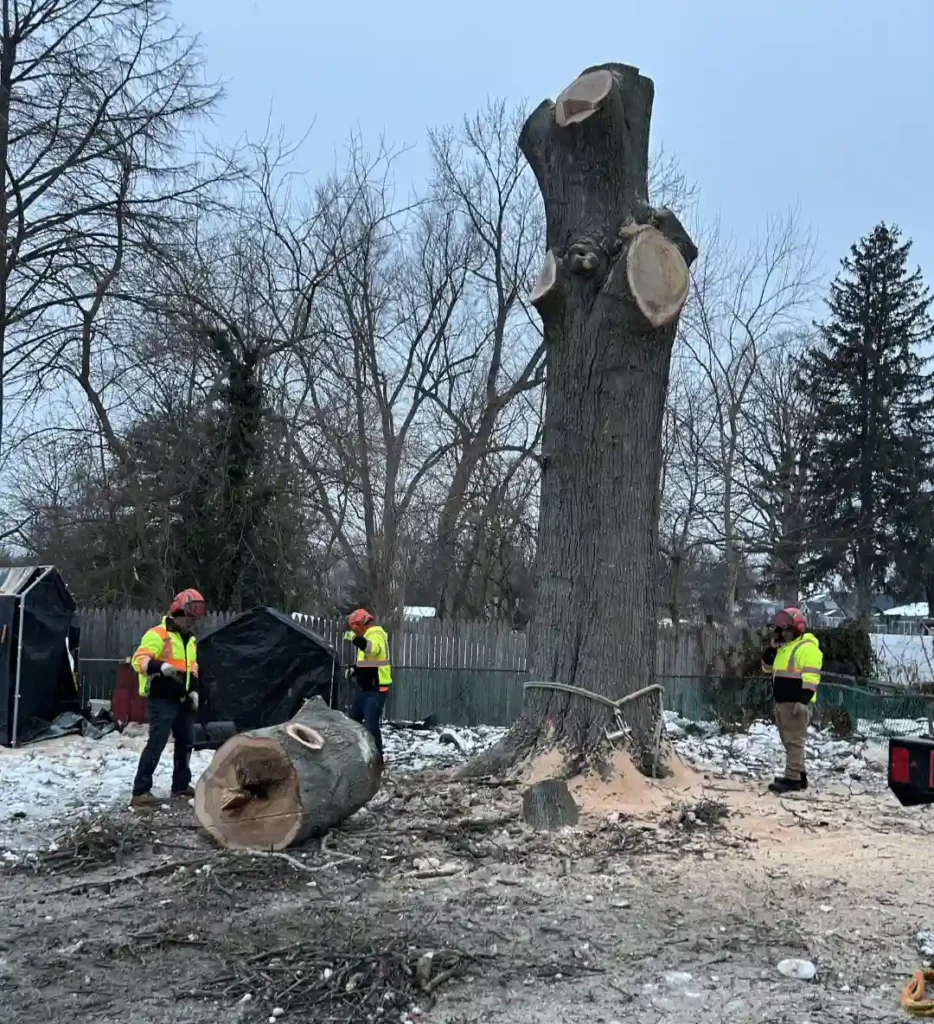 emergency tree service in south jersey