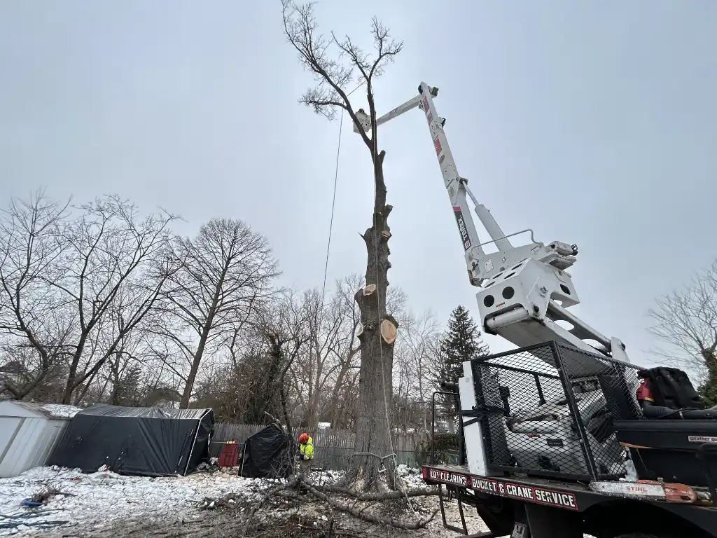 emergency tree service