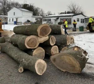 tree removal service